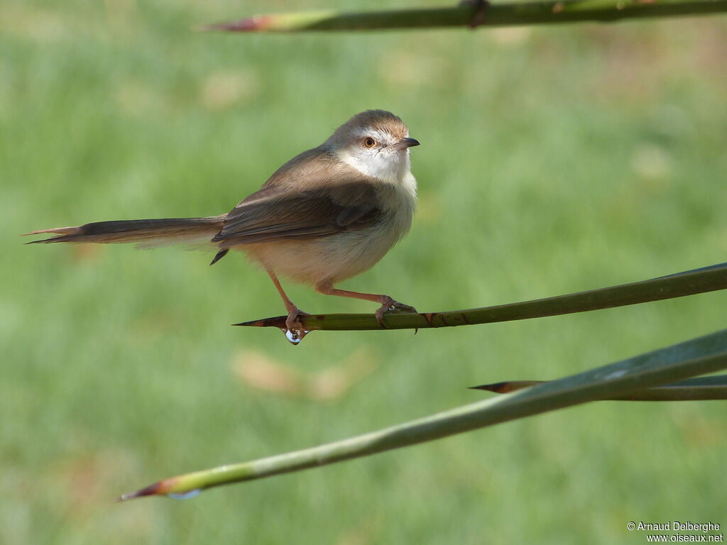 Black-chested Prinia