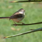Prinia à plastron
