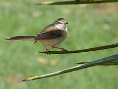 Prinia à plastron