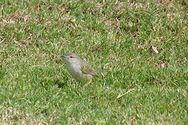 Graceful Prinia