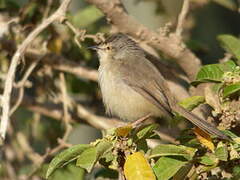 Tawny-flanked Prinia