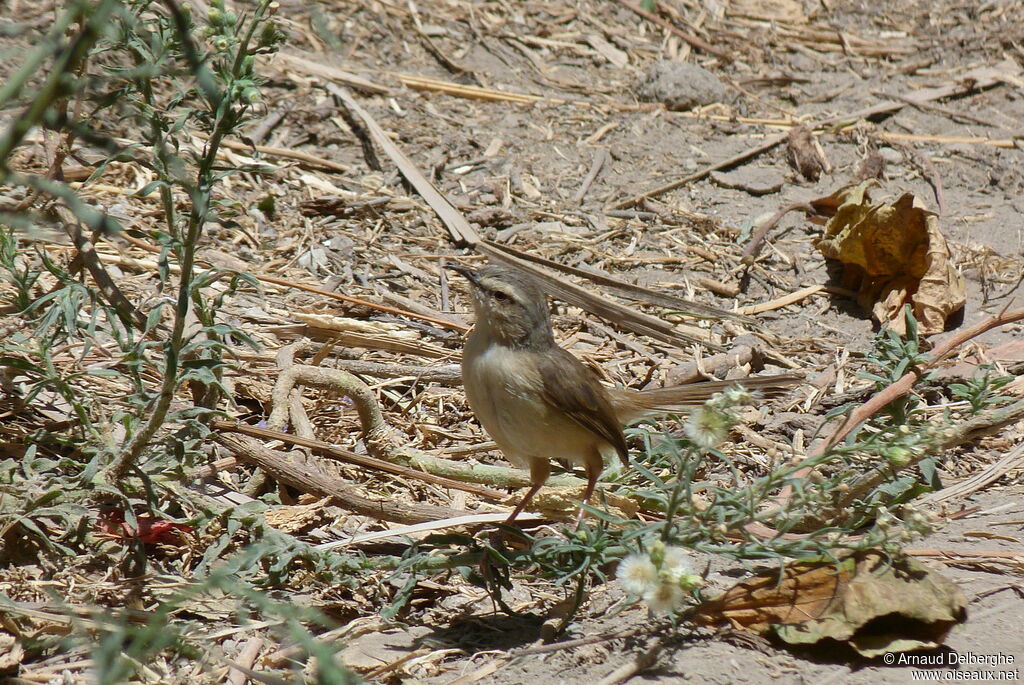 Tawny-flanked Prinia