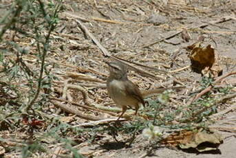 Prinia modeste