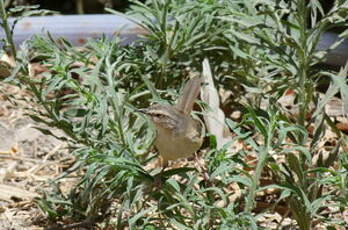 Prinia modeste