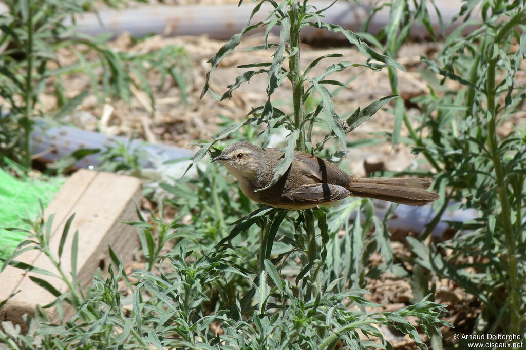 Prinia modeste