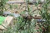 Prinia modeste