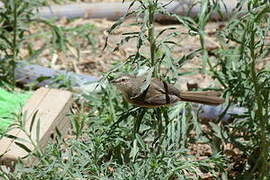 Tawny-flanked Prinia