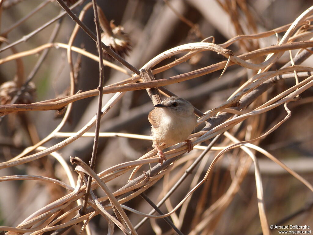 Prinia modeste