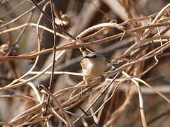 Tawny-flanked Prinia