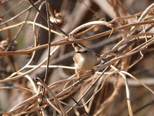 Prinia modeste