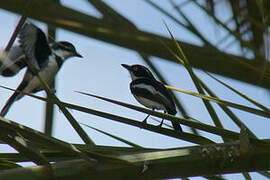 Grey-headed Batis