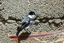 Grey-headed Batis