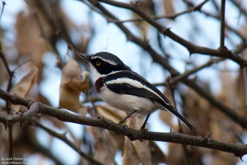 Pririt à tête grise, identification