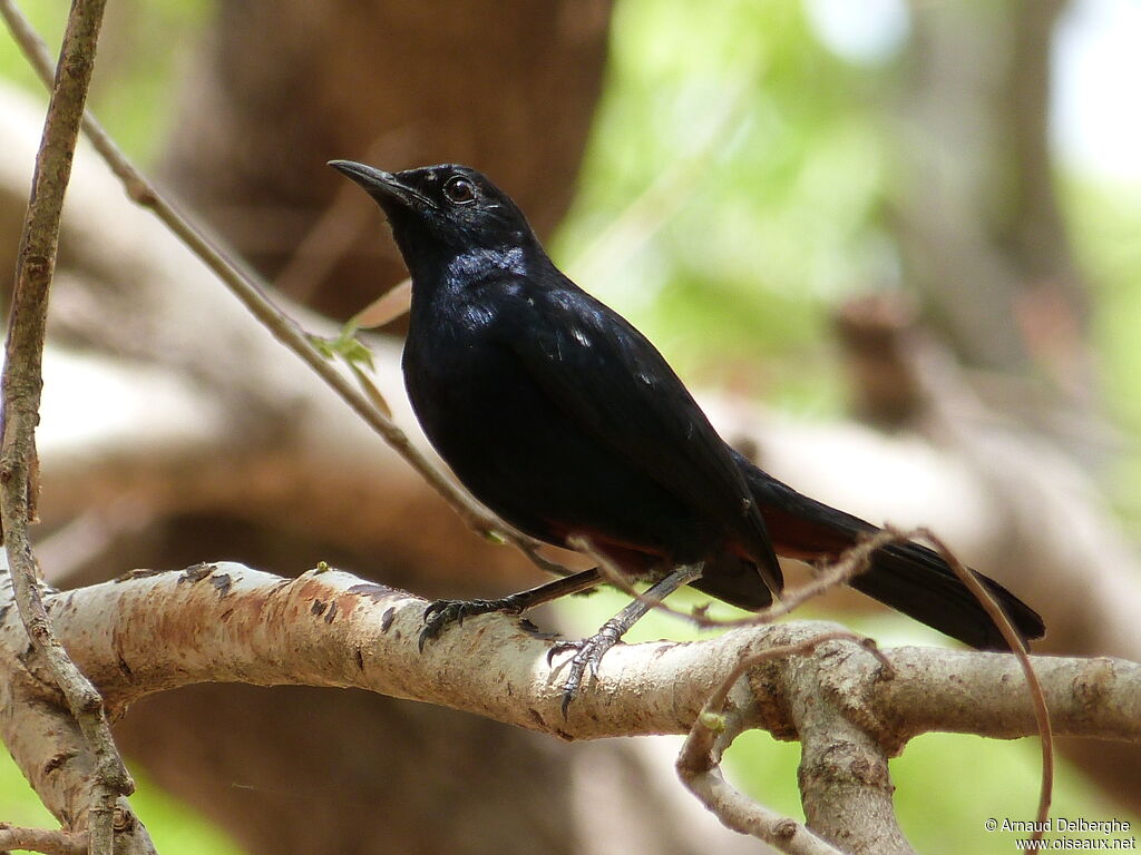 Indian Robin