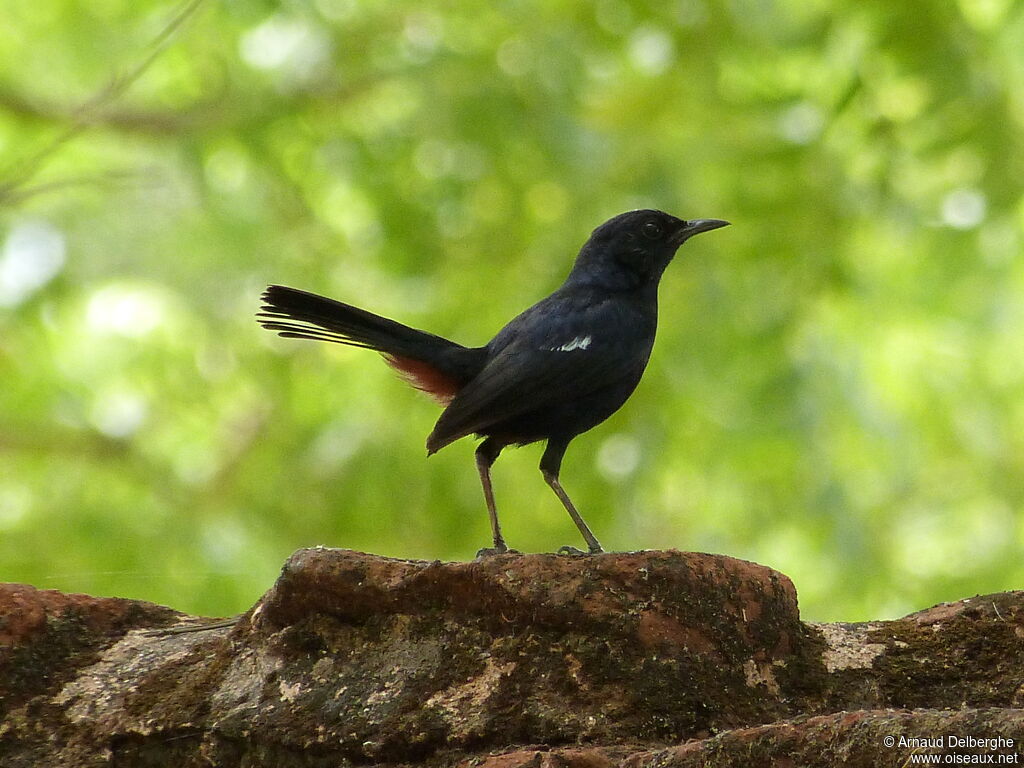 Indian Robin