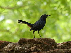 Indian Robin