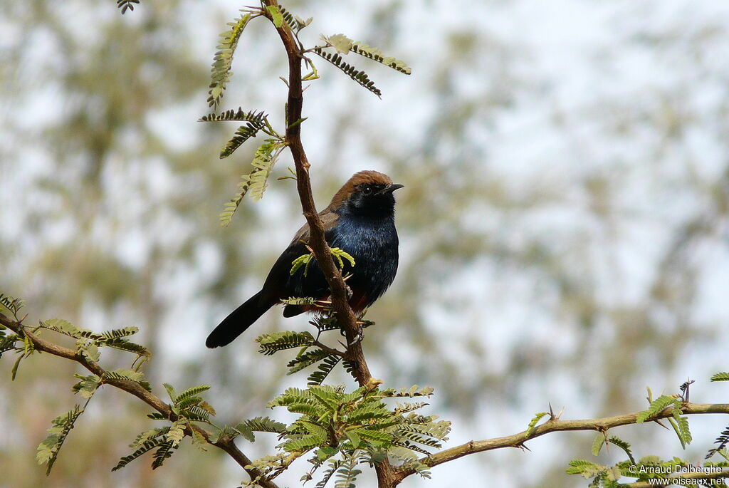 Pseudotraquet indien