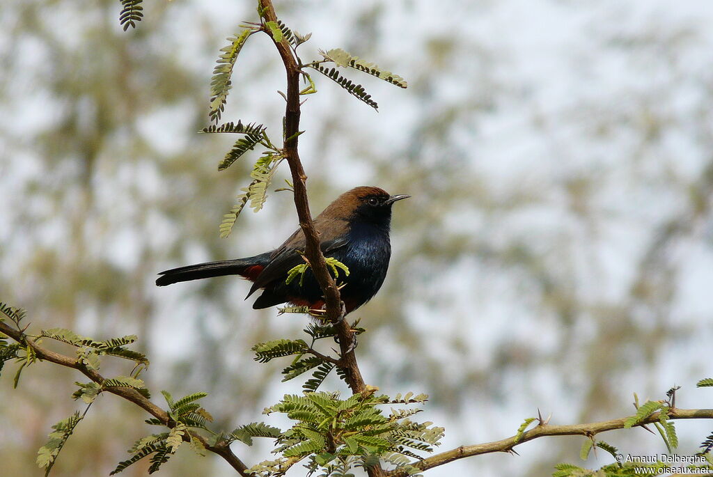 Indian Robin