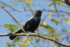 Indian Robin