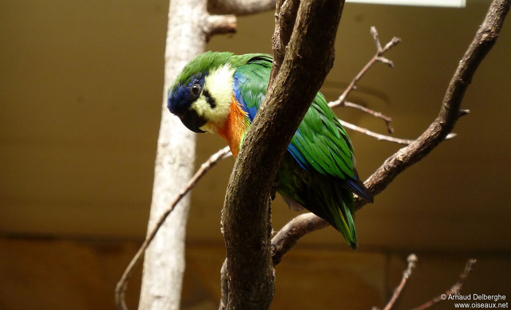 Orange-breasted Fig Parrot