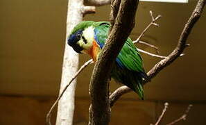 Blue-fronted Fig Parrot