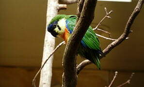 Orange-breasted Fig Parrot