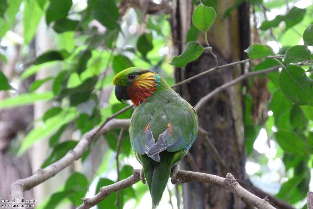 Edwards's Fig Parrotadult, pigmentation