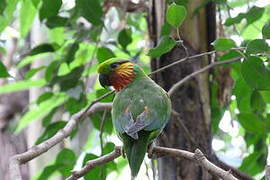 Edwards's Fig Parrot