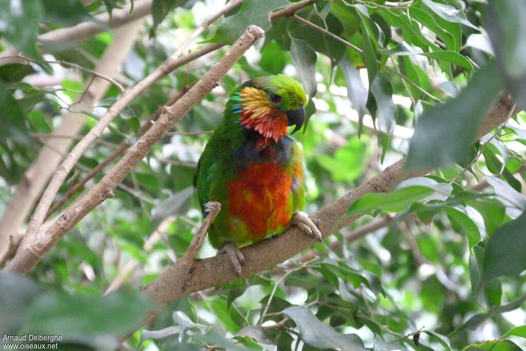 Edwards's Fig Parrot male, identification