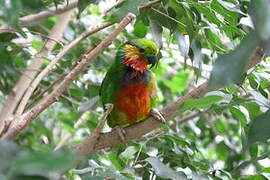 Edwards's Fig Parrot