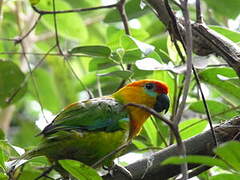 Large Fig Parrot