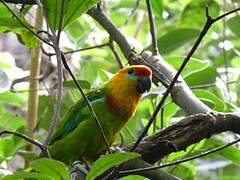 Large Fig Parrot