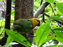 Large Fig Parrot