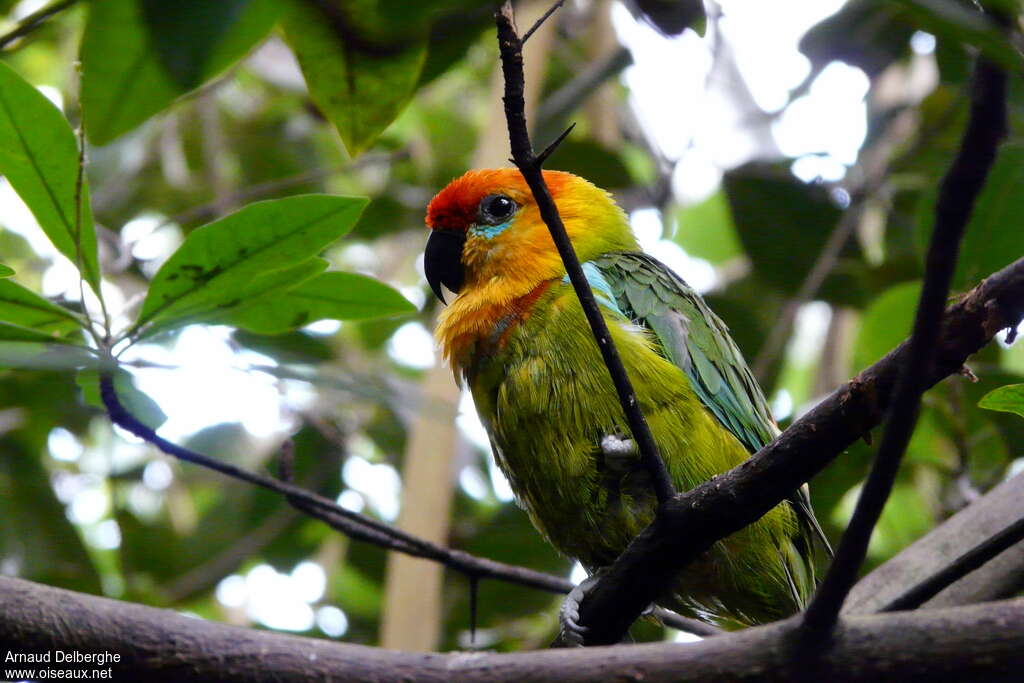 Large Fig Parrotadult, identification