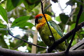 Large Fig Parrot