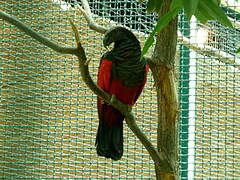 Pesquet's Parrot