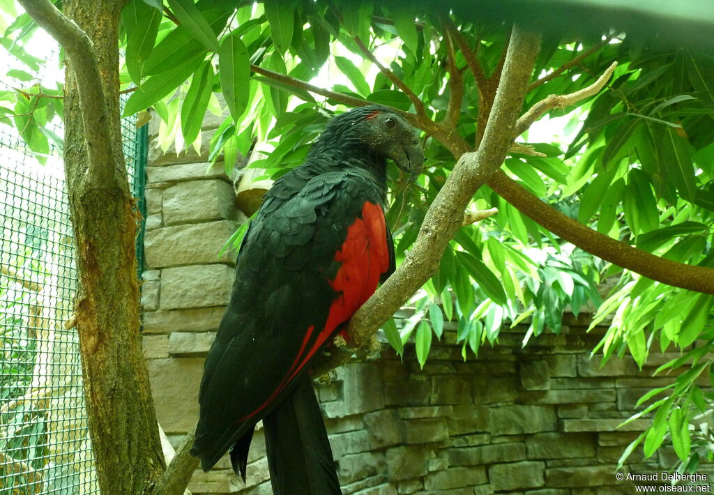 Pesquet's Parrot