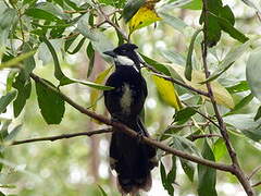 Eastern Whipbird