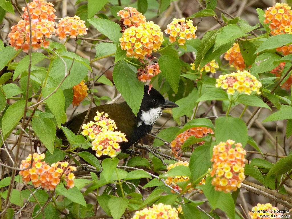 Eastern Whipbird