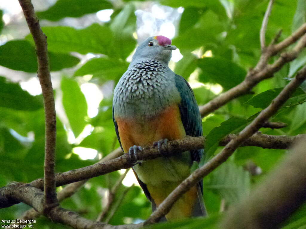 Rose-crowned Fruit Doveadult