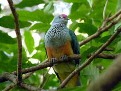 Rose-crowned Fruit Dove