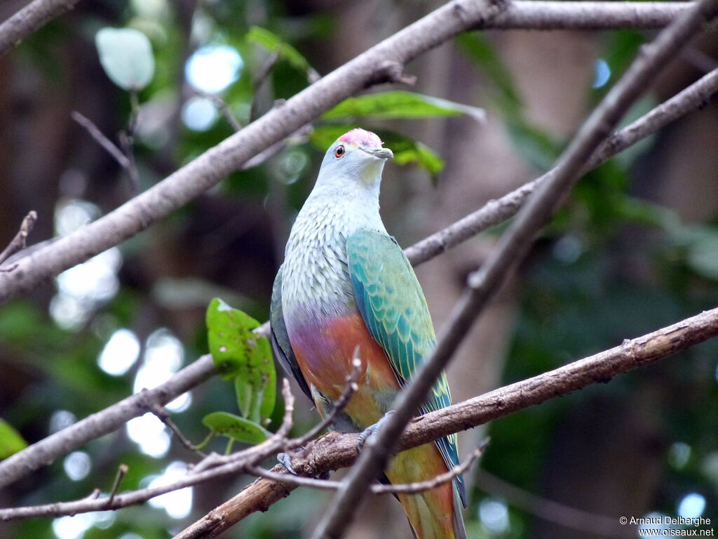 Rose-crowned Fruit Dove