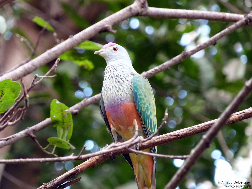 Rose-crowned Fruit Dove