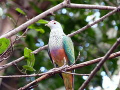 Rose-crowned Fruit Dove