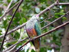 Rose-crowned Fruit Dove