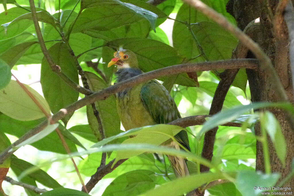 Orange-fronted Fruit Dove