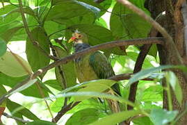 Orange-fronted Fruit Dove