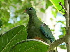 Orange-bellied Fruit Dove