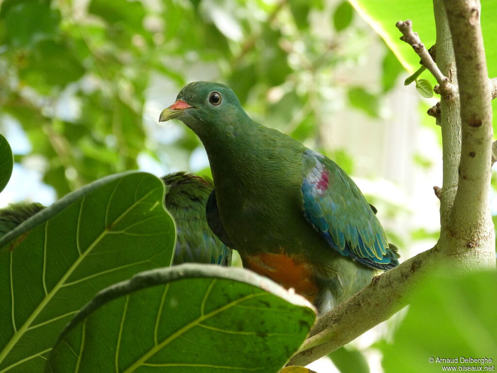 Orange-bellied Fruit Dove