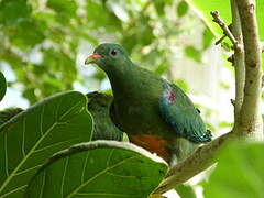 Orange-bellied Fruit Dove